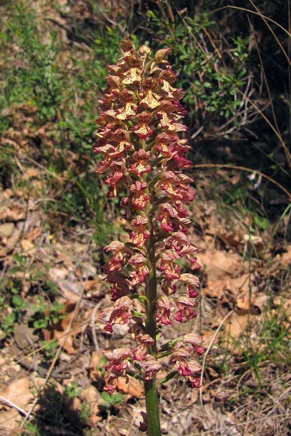 Изображение особи Orchis &times; wulffiana.