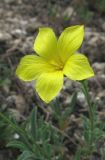 Linum tauricum