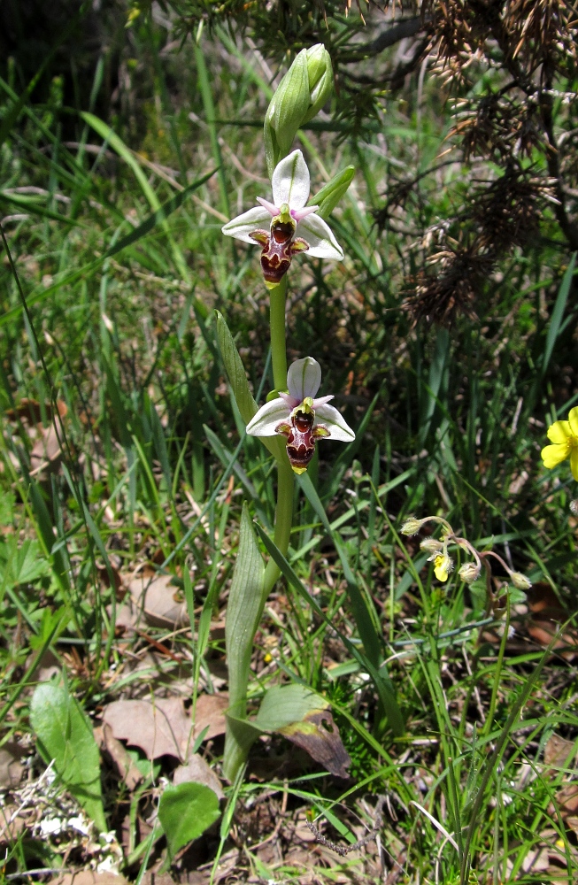 Изображение особи Ophrys scolopax.