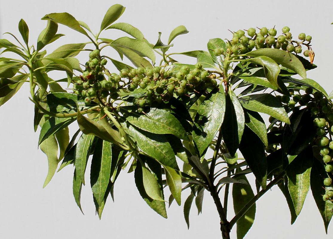 Image of Pieris japonica specimen.