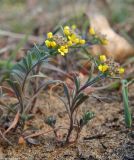 Alyssum turkestanicum var. desertorum