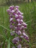 Orchis militaris