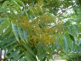 Ailanthus altissima. Соплодие и листья. Автономная Республика Крым, город Судак, склон горы. 07.06.2012.