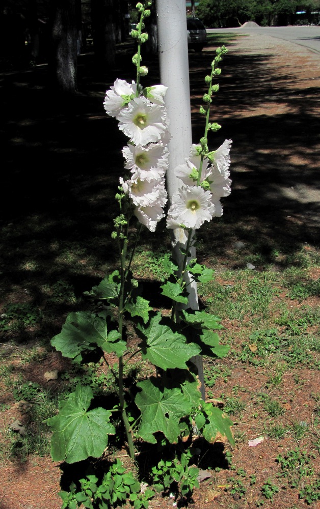 Изображение особи Alcea rosea.