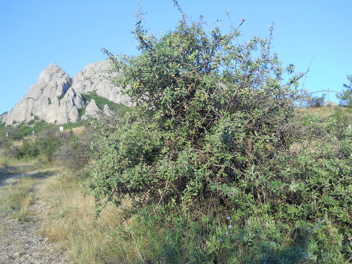 Изображение особи Pyrus elaeagrifolia.