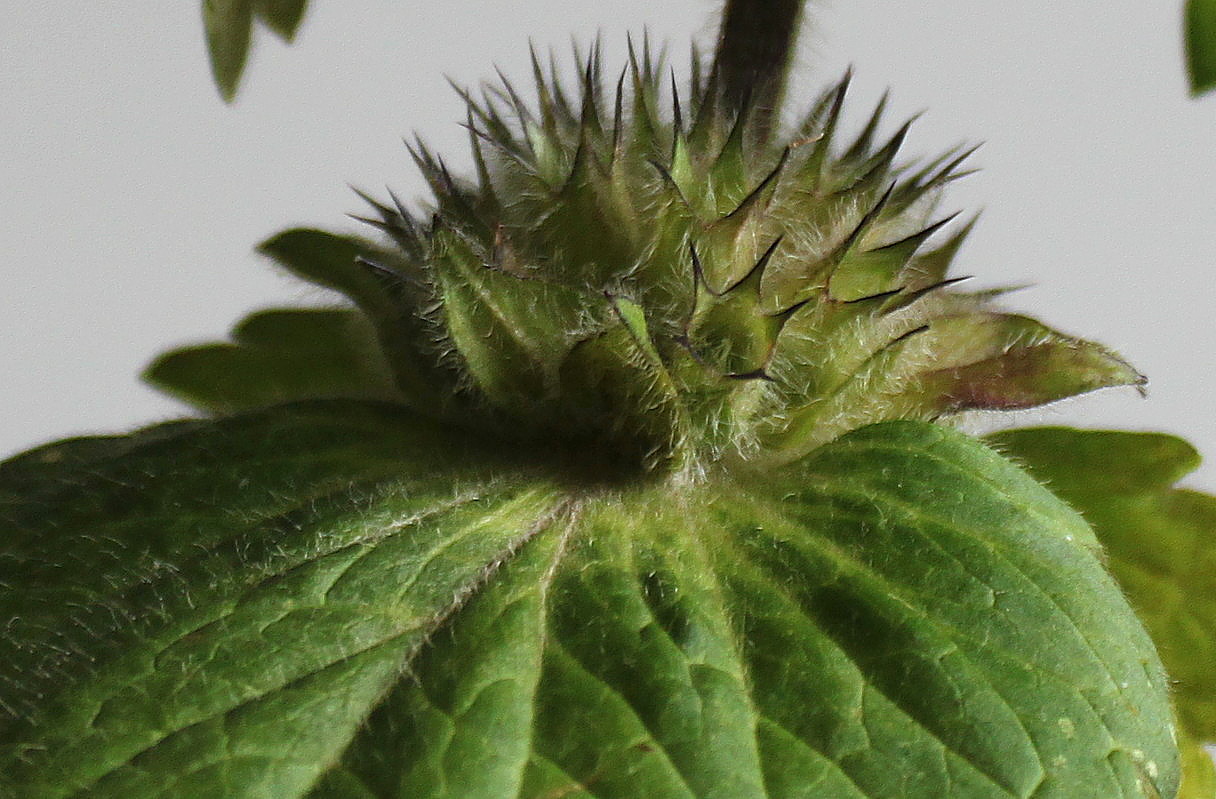 Image of Betonica macrantha specimen.