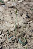 Tulipa bifloriformis