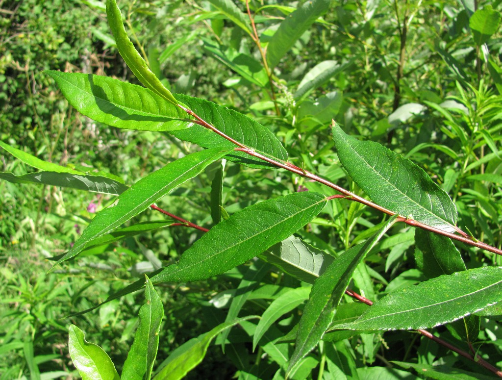 Image of genus Salix specimen.