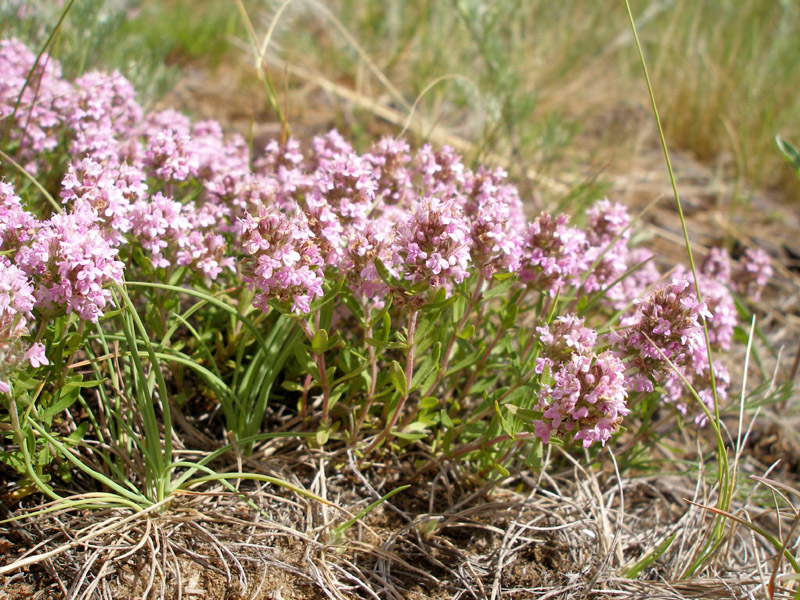 Изображение особи Thymus cimicinus.