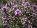 Thymus pseudopulegioides. Соцветия. Кабардино-Балкария, верховья р. Малка, урочище Джилы-Су, 2400 м н.у.м. 27.07.2012.