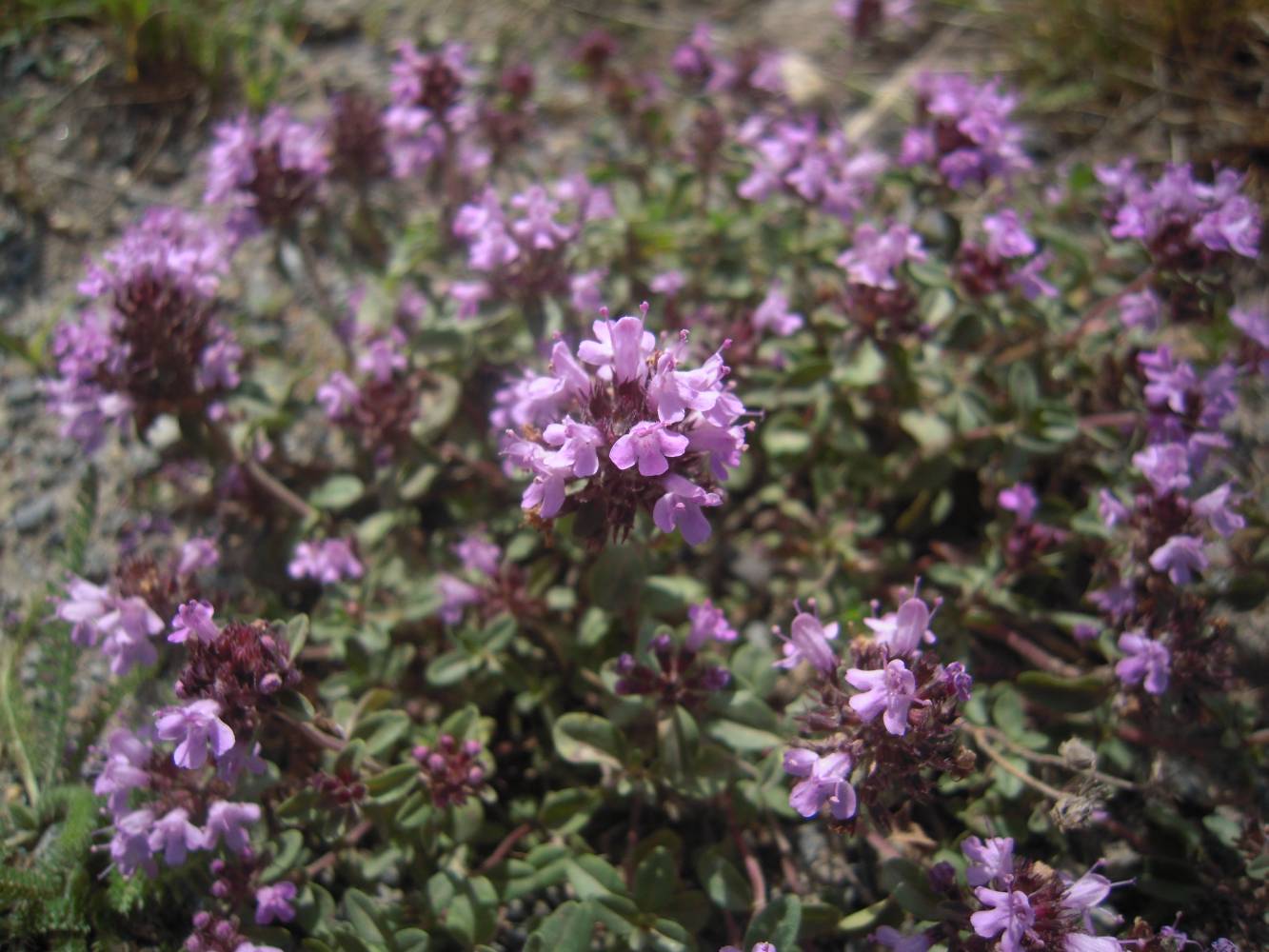 Изображение особи Thymus pseudopulegioides.