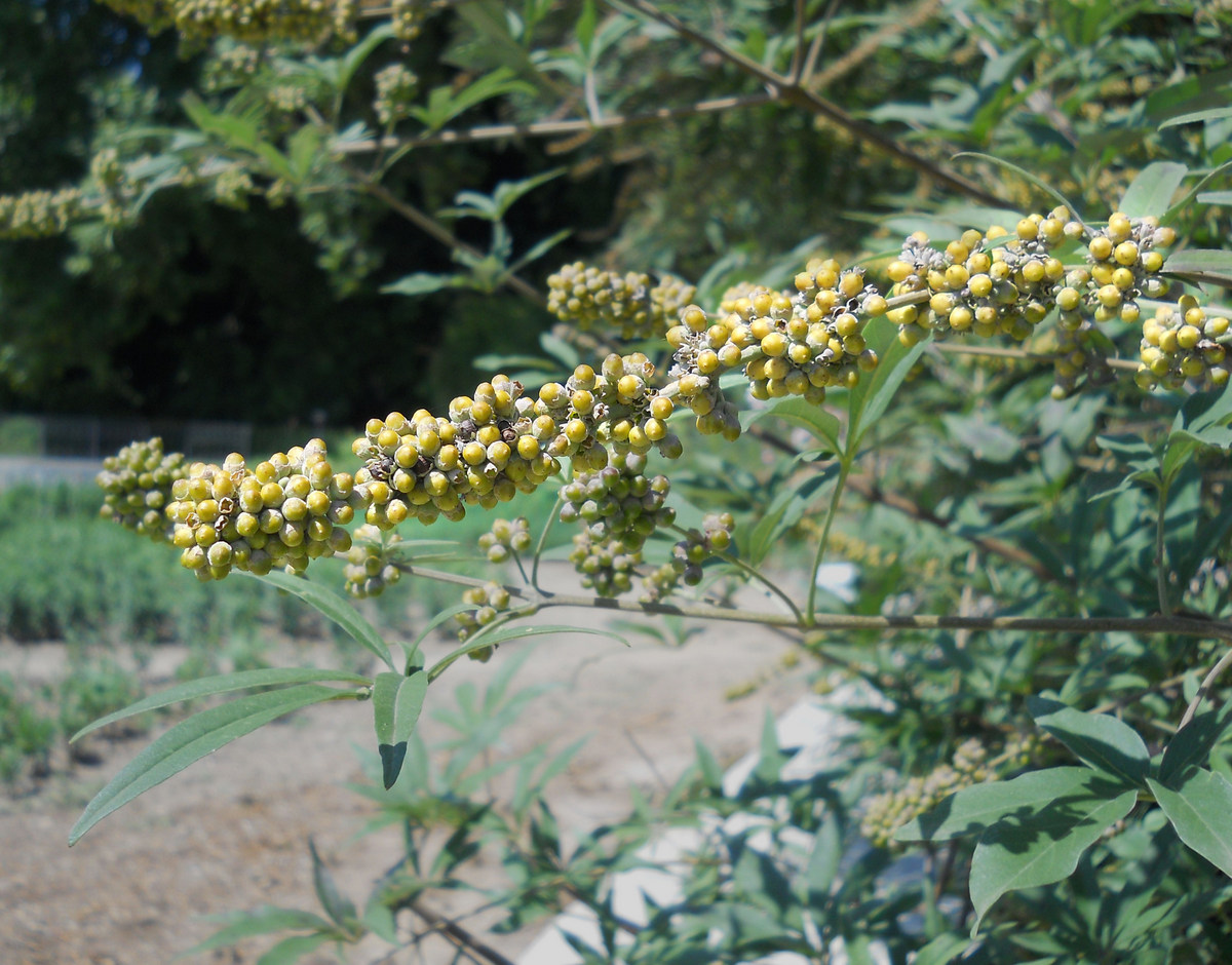 Изображение особи Vitex agnus-castus.