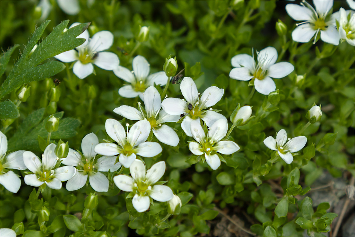 Изображение особи Arenaria pseudofrigida.