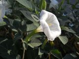 Datura innoxia