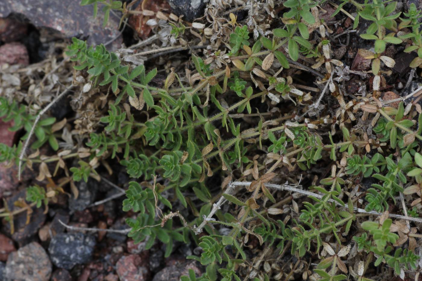 Image of genus Cruciata specimen.