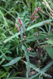 Persicaria &times; hervieri