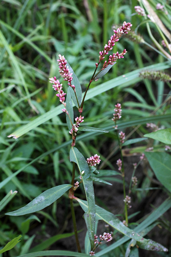 Image of Persicaria &times; hervieri specimen.