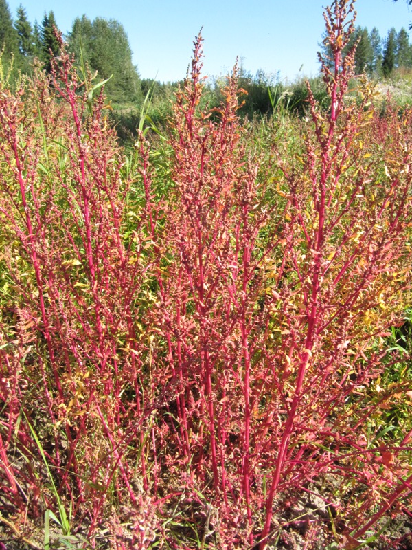 Изображение особи Chenopodium album.