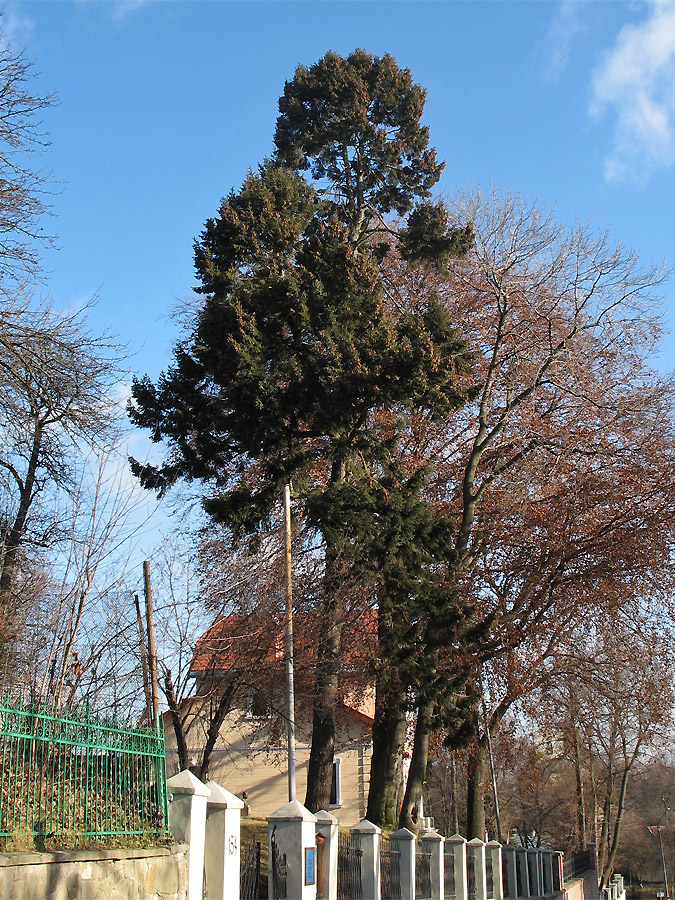 Изображение особи Pseudotsuga menziesii.