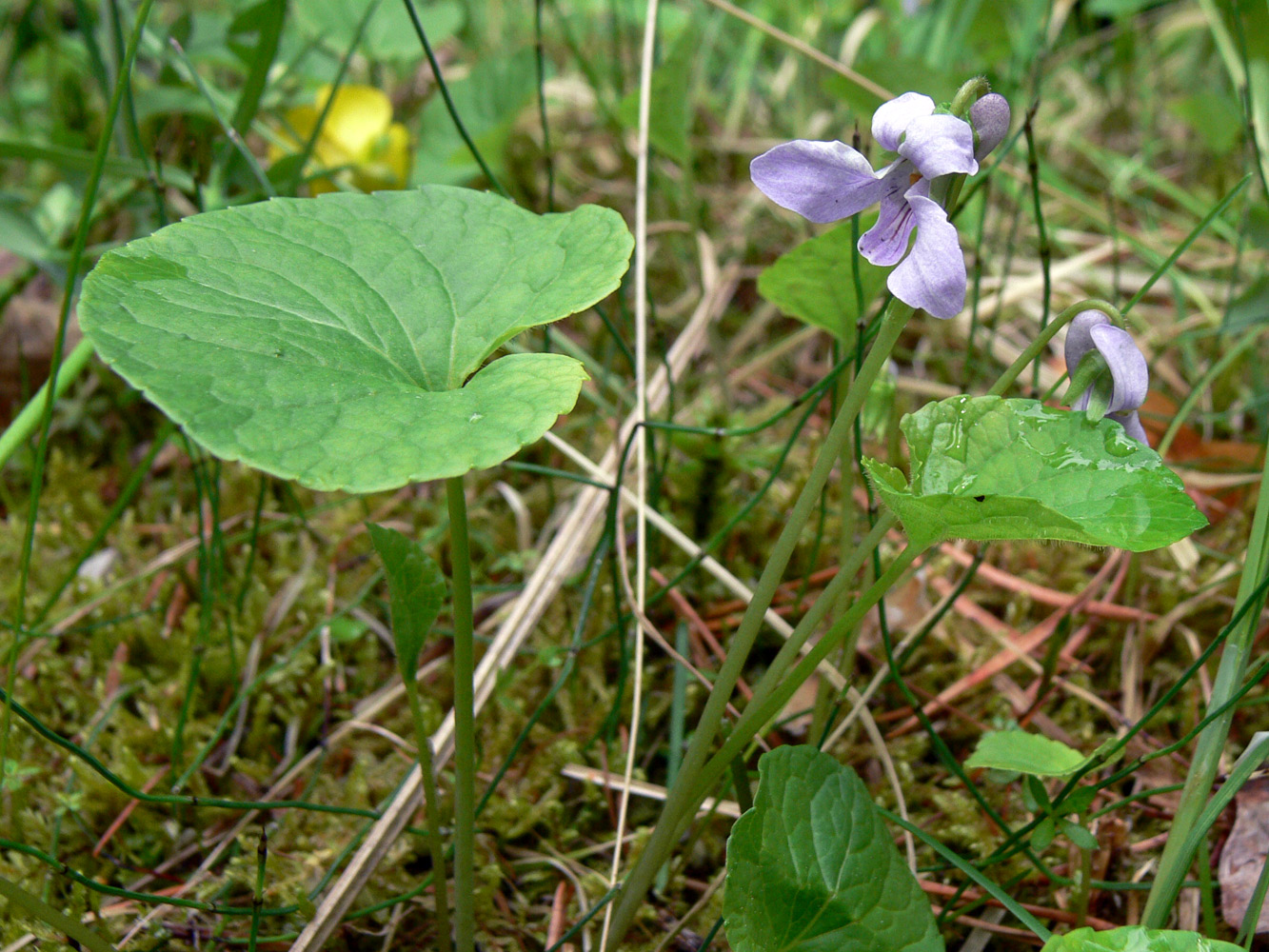 Изображение особи Viola epipsila.