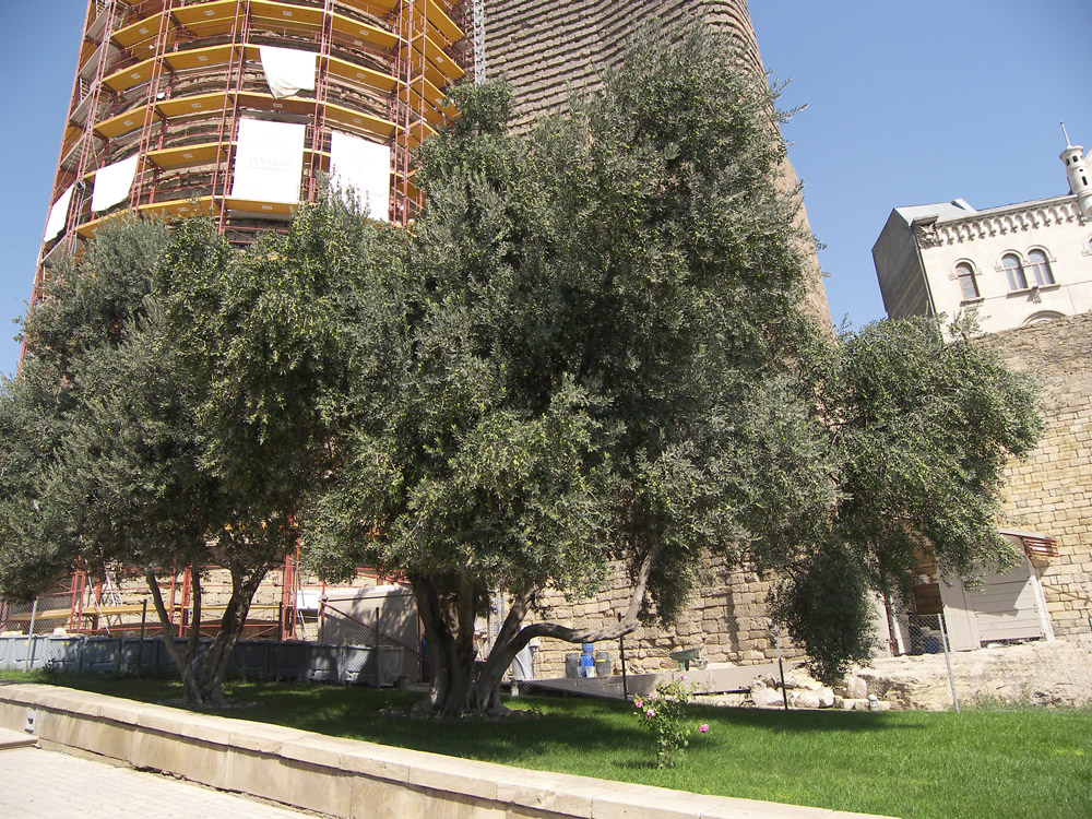 Image of Olea europaea specimen.