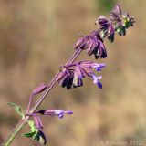 Salvia verticillata. Соцветие. Ростовская обл., Неклиновский р-н, Андреево-Мелентьевское с/п, балка Сухая. 18.08.2012.