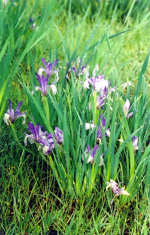 Изображение особи Iris biglumis.