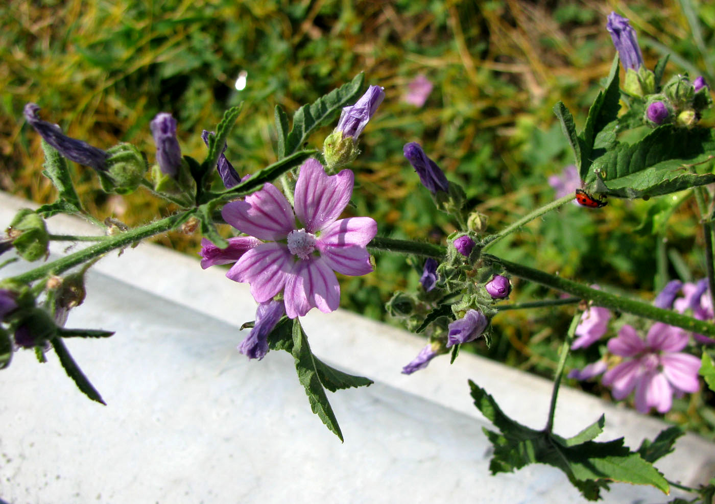 Image of Malva sylvestris specimen.
