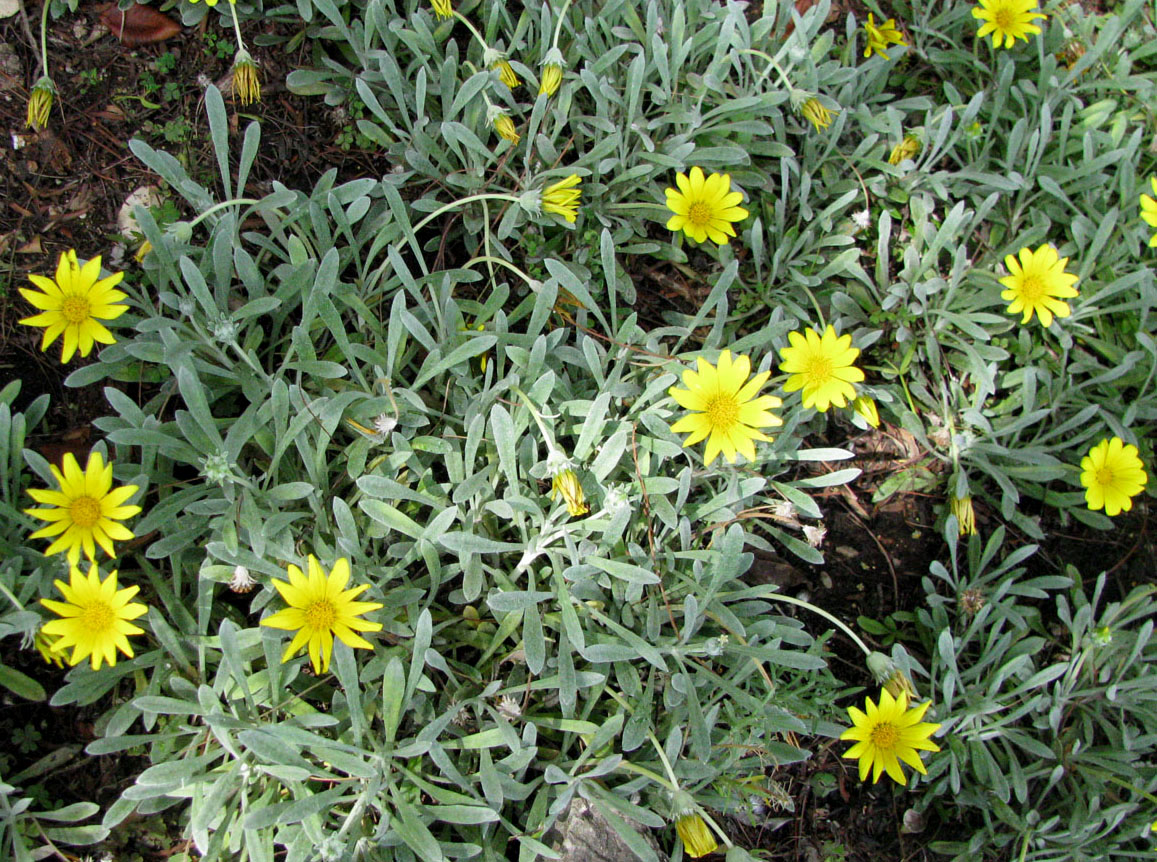 Image of Gazania rigens var. leucolaena specimen.