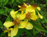 Hypericum ascyron. Цветки. Иркутская обл., окр. г. Бодайбо, правый борт долины р. Витим, край пастбищного луга у полосы придорожного кустарника. 15.07.2012.