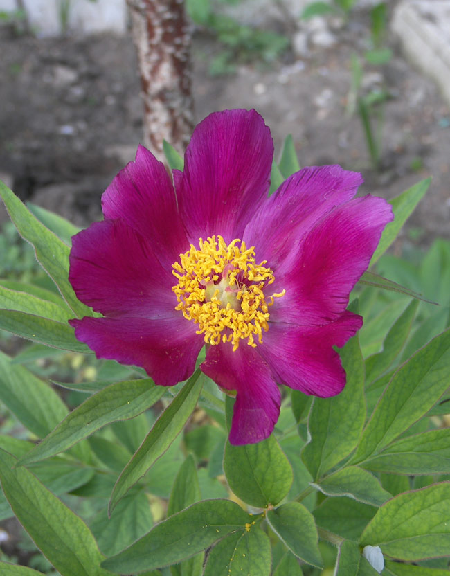 Image of Paeonia arietina specimen.