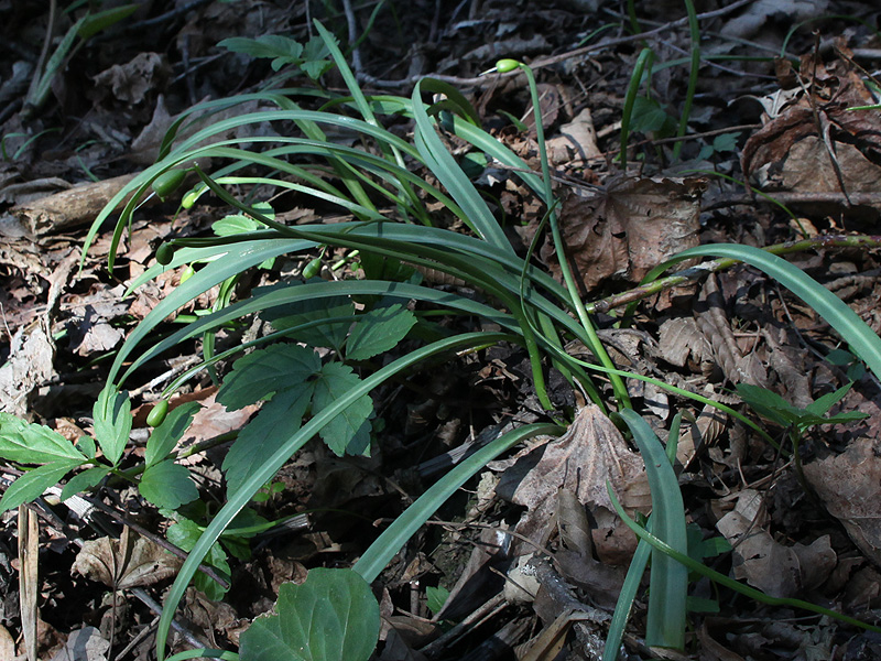 Image of Galanthus rizehensis specimen.