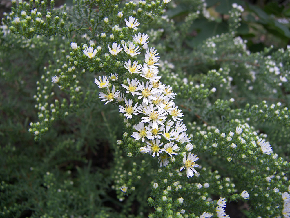 Image of Symphyotrichum ericoides specimen.