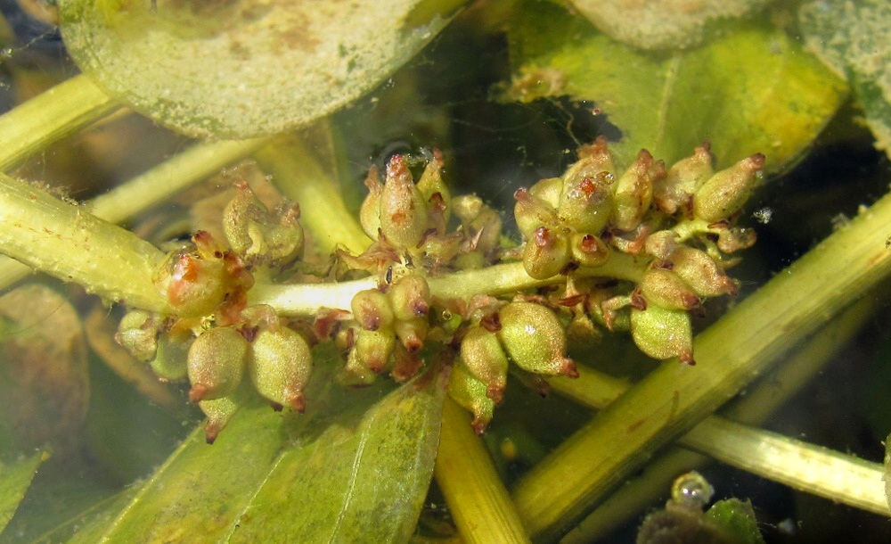 Image of Potamogeton &times; prussicus specimen.