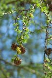 Larix sibirica. Часть ветви с прошлогодними шишками. Ленинградская обл., Ломоносовский р-н, окр. дер. Низино, берег Шингарского пруда. 13.05.2012.