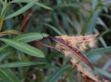 Nerium oleander