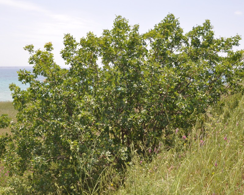 Image of Pistacia terebinthus specimen.