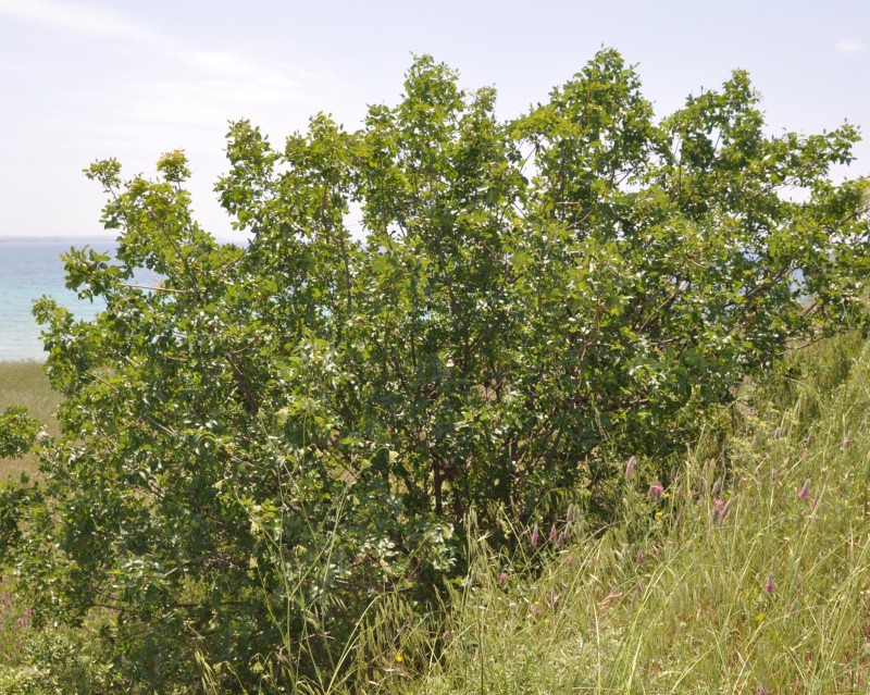 Изображение особи Pistacia terebinthus.