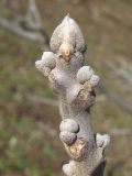 Juglans nigra