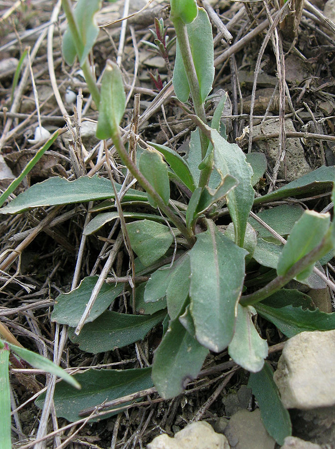 Image of Noccaea macrantha specimen.