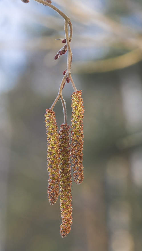 Image of Alnus incana specimen.