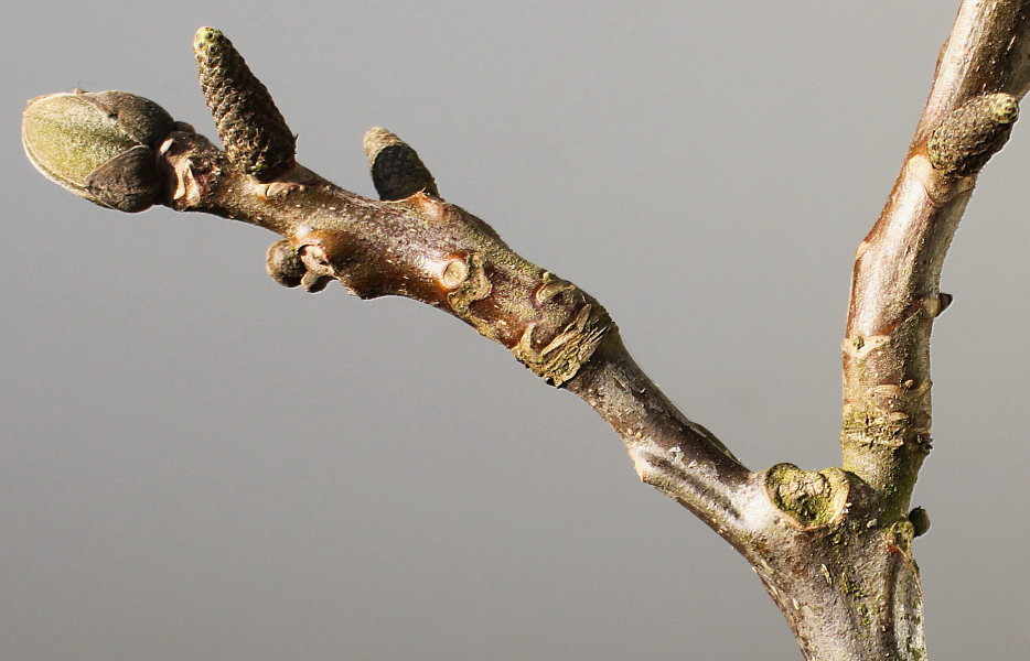 Изображение особи Juglans regia.