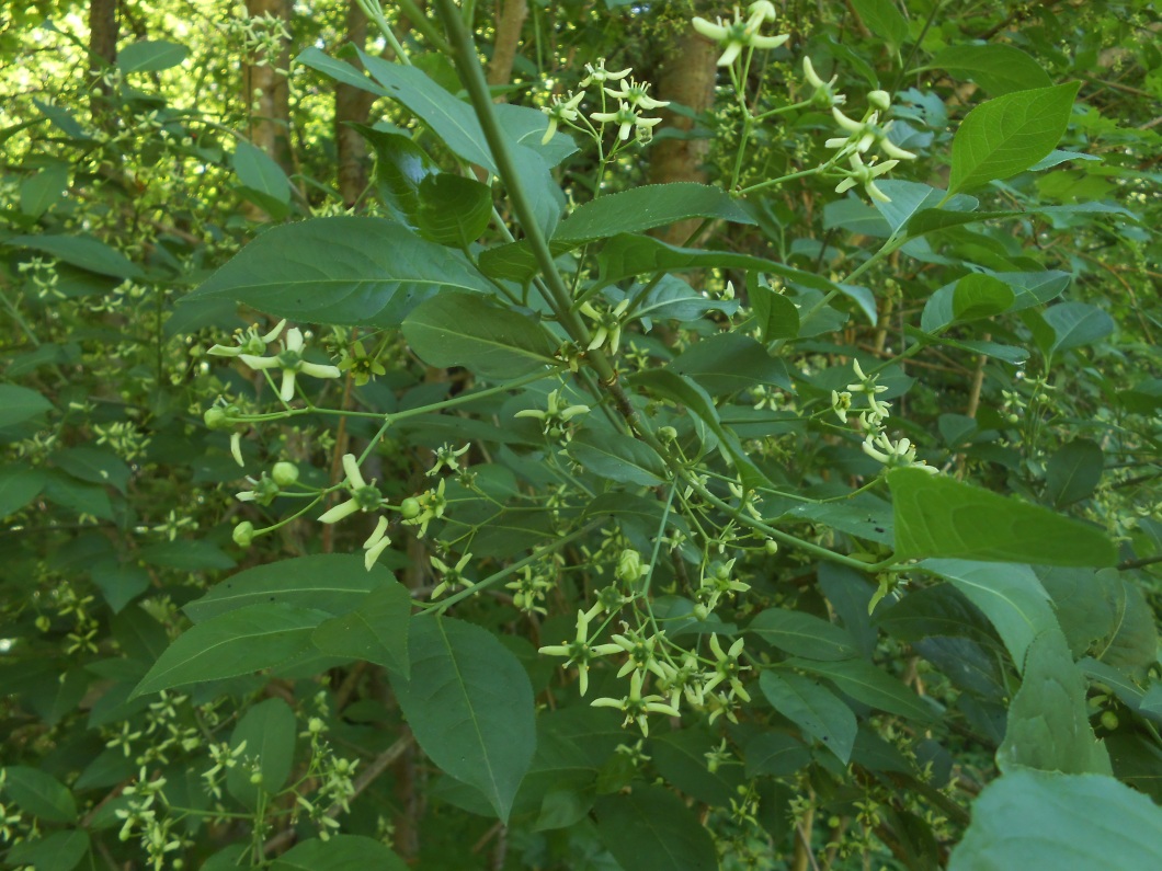 Изображение особи Euonymus europaeus.