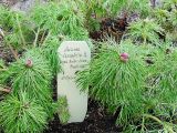 Paeonia tenuifolia