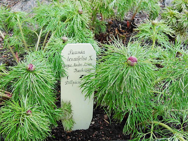 Изображение особи Paeonia tenuifolia.