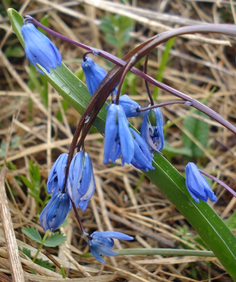 Изображение особи Scilla caucasica.