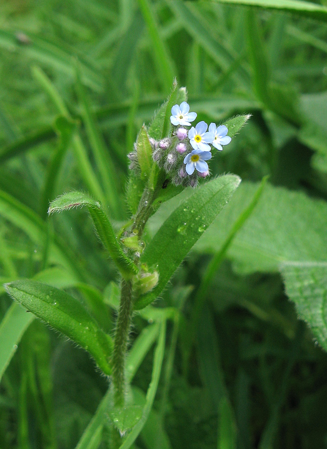 Изображение особи Myosotis arvensis.