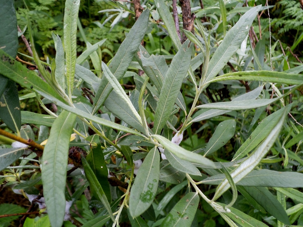 Image of Salix gmelinii specimen.