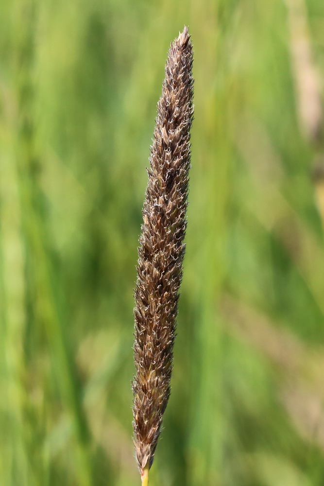 Image of Alopecurus arundinaceus specimen.