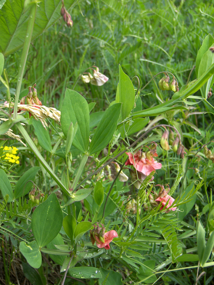 Изображение особи Lathyrus miniatus.
